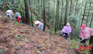 林下套种草珊瑚 盘活土地促增收