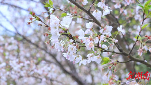 樱花盛放似“白色海洋” 满园春色醉游人