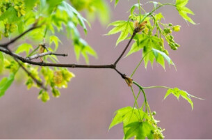 清明假期共接待现场祭扫群众6273.4万人次 绿色低碳祭扫占比超六成