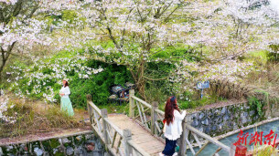 ​樱花绽放正当时 乡村旅游添活力