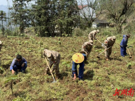 永顺县车坪乡组织民兵开展春耕助农实践活动