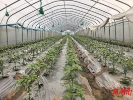 临湘市江南镇：小菜园撑起大产业 好蔬菜铺就致富路