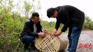 鹿归山林！辰溪县成功救助放生国家二级保护动物毛冠鹿