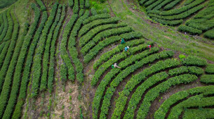 “湘”村振兴景正好 | 会同宝田：有机茶香满园飘 茶农增收笑开颜