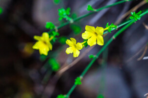 生态文学丨魏芸霞：麻林河的春天