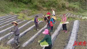 永顺县黄洞村以烟叶产业奏响乡村振兴新乐章