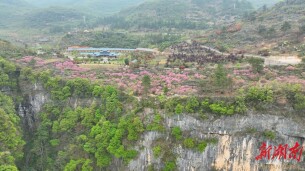 鹤城区：高山崖壁紫荆花开 灿若云霞