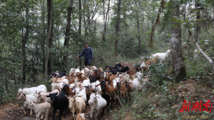 永顺县盐井乡：深耕特色产业 筑牢振兴根基