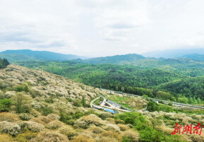 永顺县青坪镇桐花盛放引客来