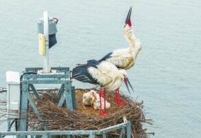 “鸟中大熊猫”筑巢离人类越来越近
