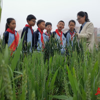 自然的课堂：在麦田与鸟喙之间