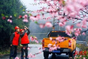 粉桃添秀色 红盔送光明|湖南日报·图片新闻