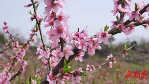 白马村：桃花盛放 春日美景引客来