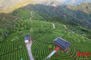 安化黑茶2025年10件大事盘点：连续17年全国十强、中国黑茶交易中心揭牌、获批国家地理标志保护示范区……