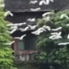 白鹭翩跹入画来！绥宁苗乡上演春日生态大片