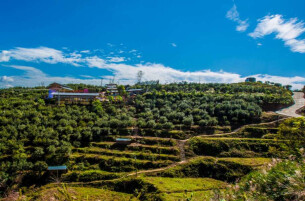 芷江：油茶果里“榨”出满山香