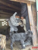 新晃全面开展春季动物防疫工作