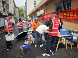 免费打疫苗+办犬证！芙蓉区“犬风铃”春季犬只免疫全面启动