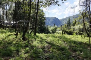 湘西州第九个国有林场！保靖县牛角山国有林场获批设立