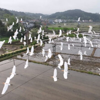 蓝山：春日白鹭舞翩跹，生态美景入画来