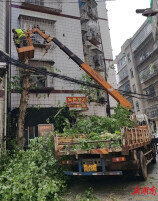 衡阳县园林绿化所：以“快”破局，用实干守护民生安全