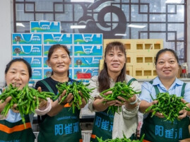 Chili Pepper Turns into Cash Cow in Xiangying County