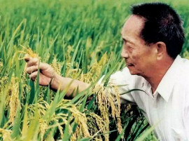 我与袁隆平的四次交往