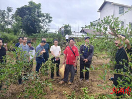 永顺县两岔乡：把生产技术送到群众家门口
