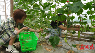 建果生态农业：优质蔬菜进入集中采摘期