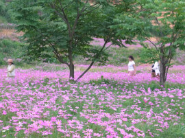 鹤城区：城市公园花海出圈 扮靓城市宜居底色