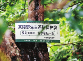 寻茶记｜茶源寻仙境 野红久回甘——湘赣边寻访茶陵野生红茶@湖南日报