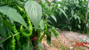 鹤城区农业种植业稳健增长 特色蔬菜产业强力赋能