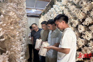 溆浦县科技局：食用菌专家深入溆浦开展科技帮扶工作