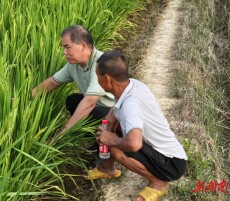辰溪县仙人湾瑶族乡：农技服务进田间 护航秋粮保丰收