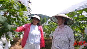 辰溪：田间课堂育好果百亩果香富乡邻