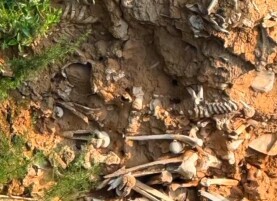 山西一路面塌陷处现大量白骨，文保中心：系玉壁之战遗骸，正推进预防性保护