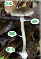 5人吃野菌中毒，上吐下泻，称“下锅放入大蒜没有变黑”，专家提醒：大蒜测毒、AI识别都不靠谱