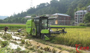 辰溪2000亩水稻基地迎来早熟中稻开镰 有机稻米丰收正当时
