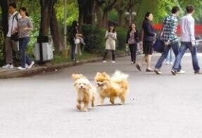 芙蓉国评论 | “带宠物上大学”应当缓行