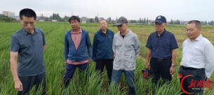 田头开方，硬核护航—银发专家助力君山农业稳产提质