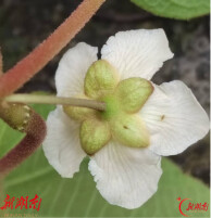 古丈发现极危物种湖北猕猴桃 属于我省植物新记录物种