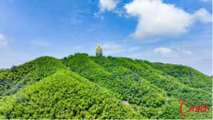 小竹子做成大产业，桃江县蝉联全省县域经济重磅奖项有秘诀