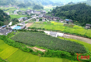 甜“猕”来袭 都天村红心猕猴桃喜获丰收