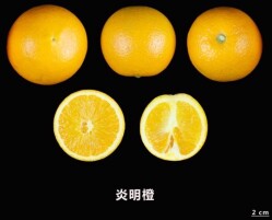 夏季也能吃到湖南本地脐橙！晚熟品种“炎明橙”通过国家登记