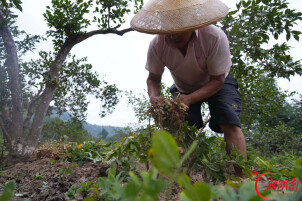 辰溪：油茶林套种花生 拓宽群众增收路