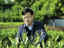 周重旺：一叶湘情，四季茶歌