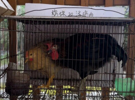 福建福清回应“永鸿动物园活体投喂”争议，称已全面下架涉事项目