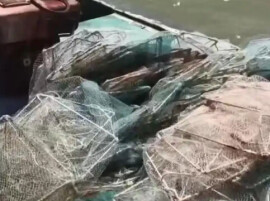 三亚整治红树林保护区内涉嫌违法违规商业旅游行为