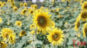 城市花海入画来 家门口尽享秋日美景