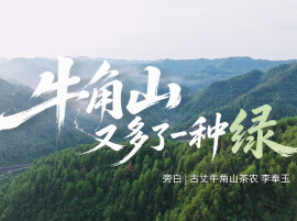 一山茶事，四季文章——建行湖南省分行金融服务古丈牛角山茶产业发展纪实